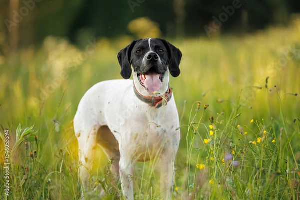 Obraz happy black and white pointer dog portrait outdoors