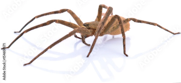 Obraz Brown spider on white