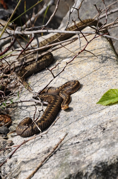 Fototapeta Kreuzotter - Vipera-berus
