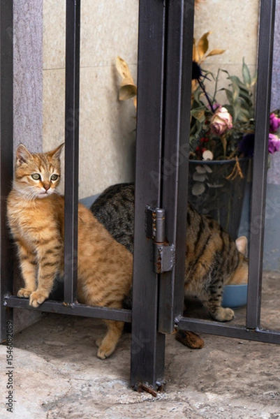 Obraz cat on the window
