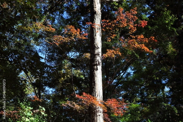 Fototapeta 杉の木と紅葉　