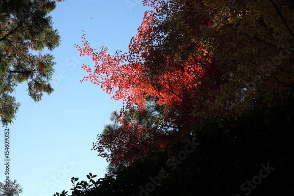 Obraz 青空と紅葉
