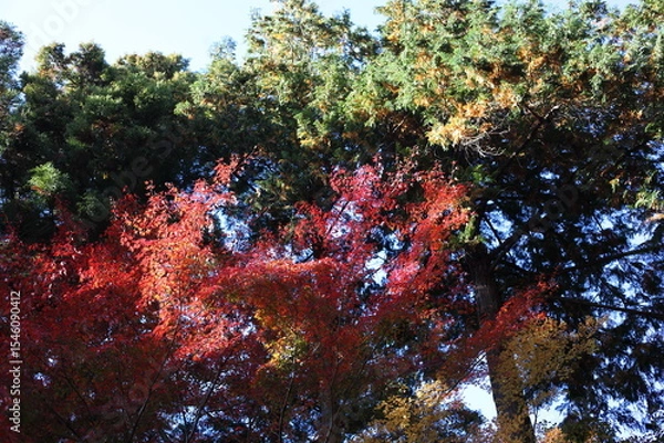 Fototapeta 杉の木と紅葉　