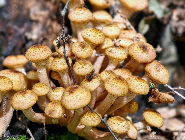 Fototapeta A group of edible honey fungi Armillaria mellea on the bark of a tree in a forest.