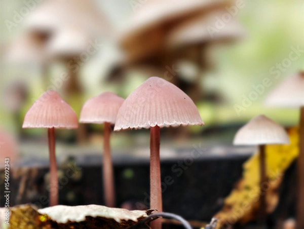 Fototapeta Close-up photo of Mycena mushrooms growing on tree stump in forest. Natural macrophotography fungal background.
