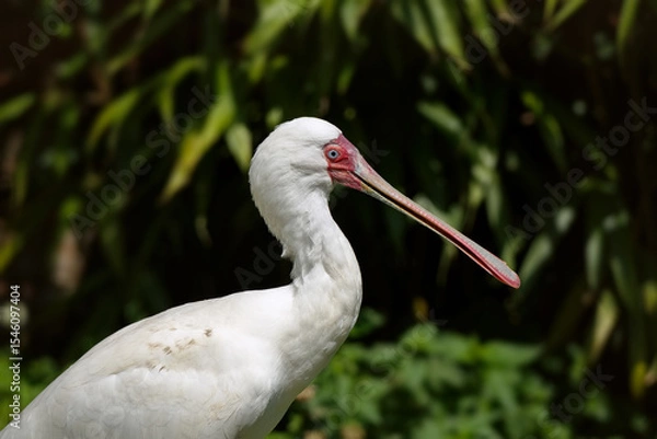 Obraz African spoonbill