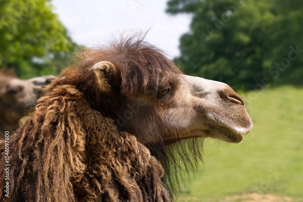 Fototapeta Bactrian camel