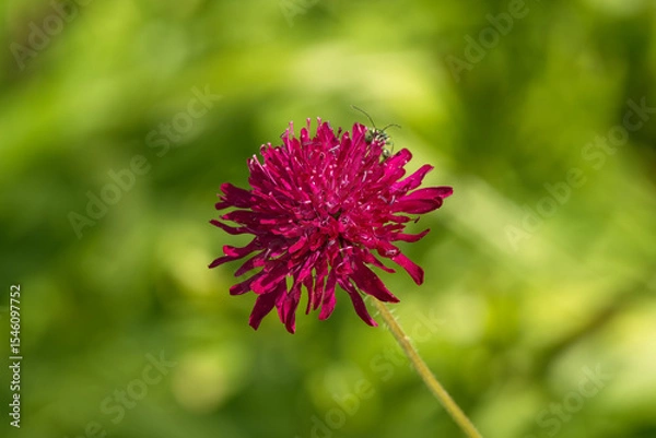 Obraz Macedonian scabious, Dark Crimson type