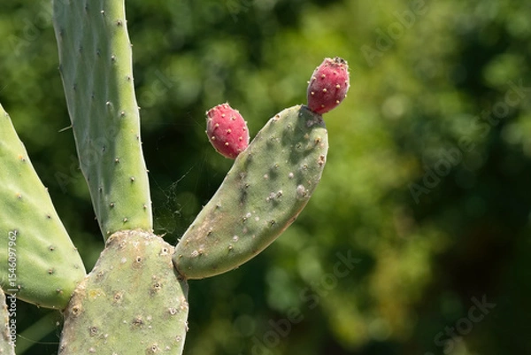 Obraz Velvety tree pear buds
