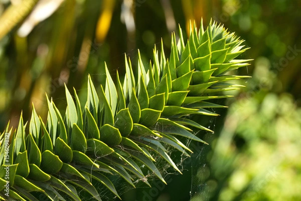 Fototapeta Monkey puzzle tree leaf
