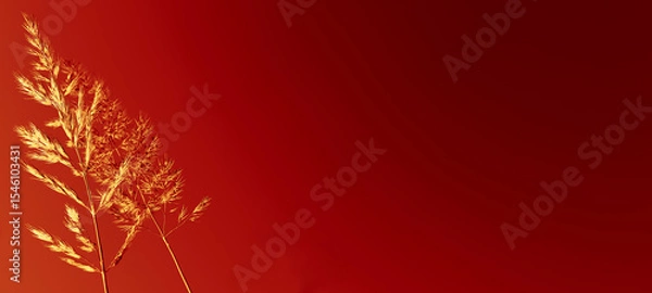 Fototapeta Pampas fluffy grass on dark sunset sky background. Abstract autumn natural background. Autumn atmospheric mood. Empty space for text, presentation. Dark red burgundy background and golden floral