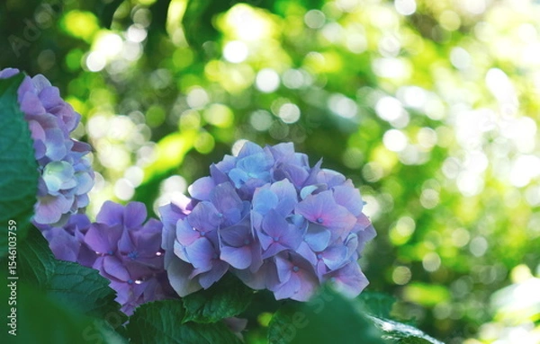 Obraz 薄紫の紫陽花と木洩れ日の光