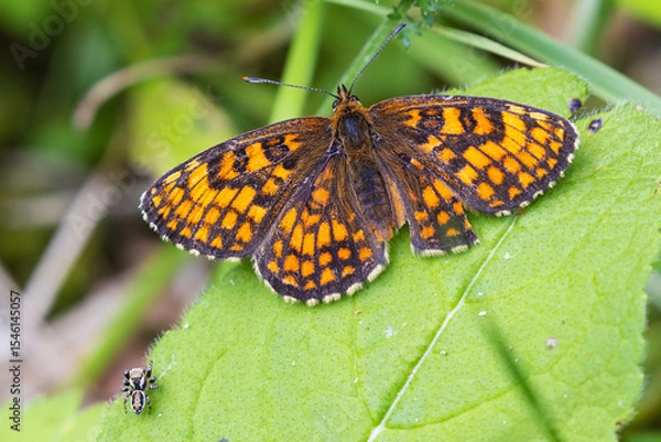 Obraz Heath Fritillary Butterfly (Melitaea athalia) Resting on a Plant