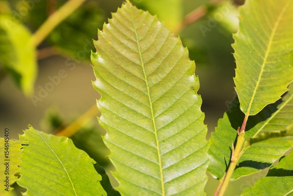 Obraz Leaf of the Sweet Chestnut Tree (Castanea sativa)