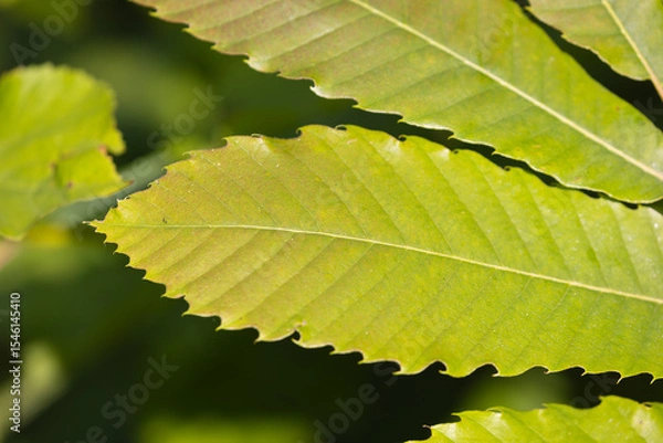 Obraz Leaf of the Sweet Chestnut Tree (Castanea sativa)