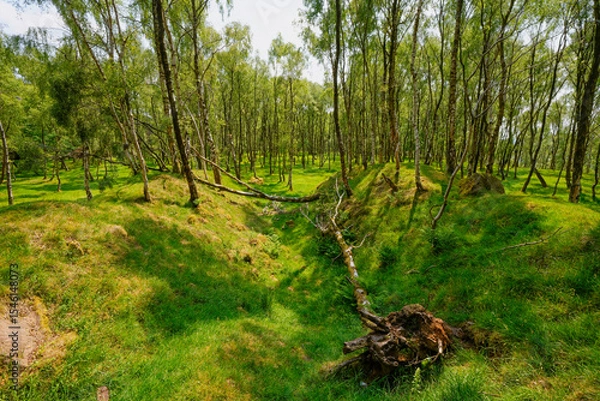 Fototapeta Fallen silver birch tree lies between two mounds in the disused Bole Hill quarry, Derbyshire.