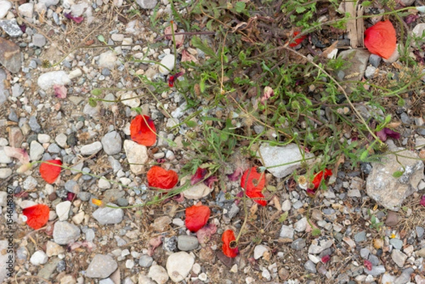 Fototapeta Red petals of faded poppies fell onto the rocky dry soil. View from above, selective focus