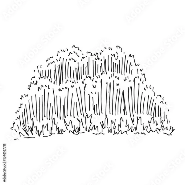 Obraz Tall grass greenery. Hand drawn vector illustration.