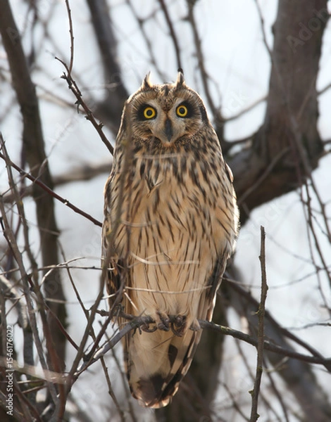 Fototapeta A lone short-eared owl (Asio flammeus) is photographed close-up sitting among the dense branches of a winter tree
