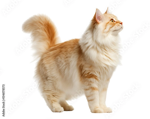 Fototapeta Cute Norwegian Forest cat, standing on four legs with its tail raised up and looking to the side, isolated on a transparent background.