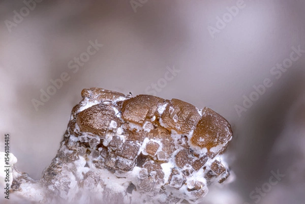 Fototapeta Brown Smithsonite entirely covering a Siderite crystal, with white Hydrozincite. Specimen from La joie, St-Cierge-La-Serre, france. Micro photography extreme close-up. 