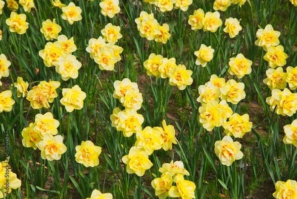 Fototapeta 黄色い水仙