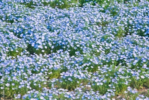 Fototapeta ネモフィラの花畑