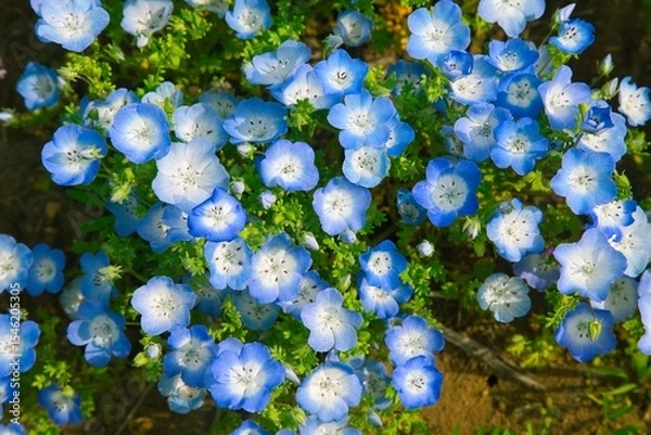 Fototapeta 画面いっぱいのネモフィラ