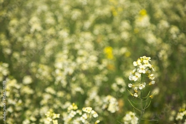 Obraz 画面いっぱいの菜の花