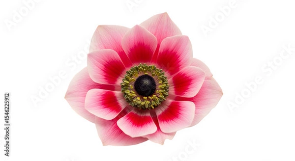Fototapeta Pink Anemone Flower Close-Up isolated on transparent background