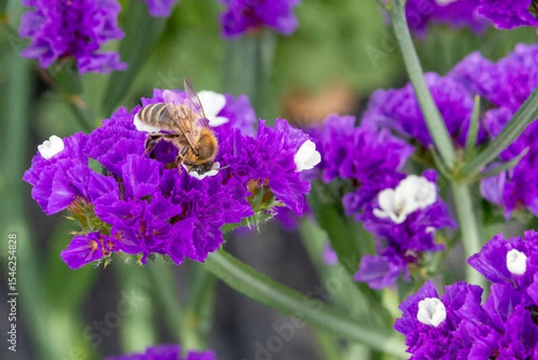 Obraz Bij op de prachtige paars met witte bloemen van Statice of Limonium sinuatum of Wavyleaf zeelavendel.