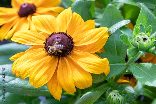 Obraz Bij op gele bloem met stuifmeel op de poten zoekt naar nectar en pollen op de bloemen