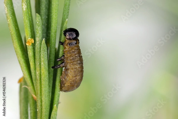 Fototapeta Larva of Common asparagus beetle, Crioceris asparagi on an asparagus twig. Space left for placement.