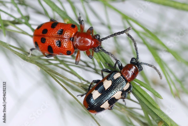 Fototapeta Two species of dangerous asparagus pests: Spotted Asparagus Beetle (Crioceris duodecimpunctata) and Common asparagus beetle (Crioceris asparagi).