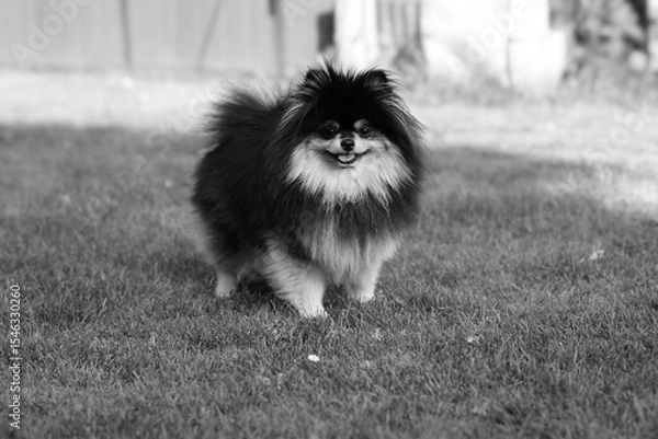 Fototapeta spitz pomerian