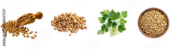 Obraz Coriander Seeds and Fresh Cilantro Leaves Isolated on Transparent Background