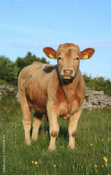 Fototapeta Cattle: Charolais breed bullock standing in field on farmland in rural Ireland in summertime 