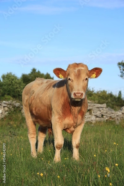 Fototapeta Cattle: Charolais breed bullock standing in field on farmland in rural Ireland in summertime 