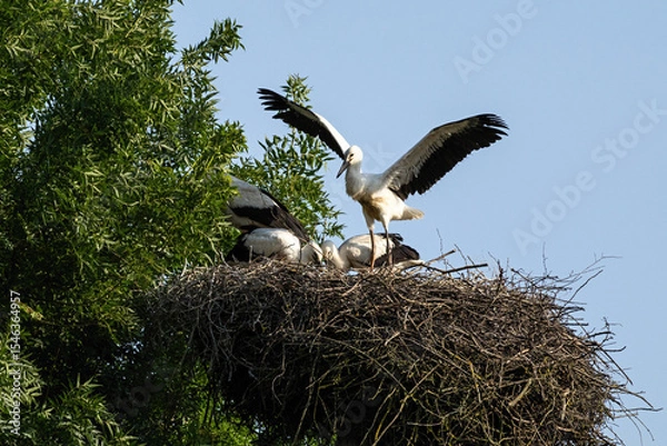 Fototapeta Young white stork, Ciconia ciconia, stretching wings for flying practise. Stork family on a nest during spring in a meadow with green trees and blue sky in Czech Republic. Wildlife conservation.