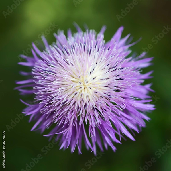 Obraz A beautiful white and lavender American Basketflower showing off during the spring wildflower season in Fort Worth, Texas USA