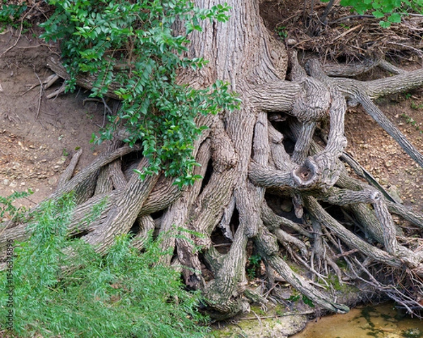 Obraz Erosion has revealed the complicated root system of a huge tree along a creek in Fort Worth, Texas USA