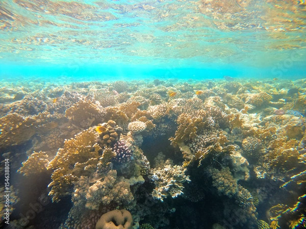 Obraz Underwater view of red sea coral reef and sea surface. Sharm el Sheikh