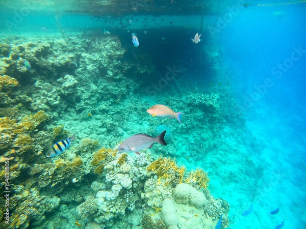 Obraz Tropical fish swim near a coral reef in the Red Sea, Egypt