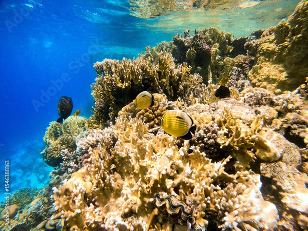 Obraz Underwater view of coral reef and tropical fish against the backdrop of deep blue sea. Red Sea