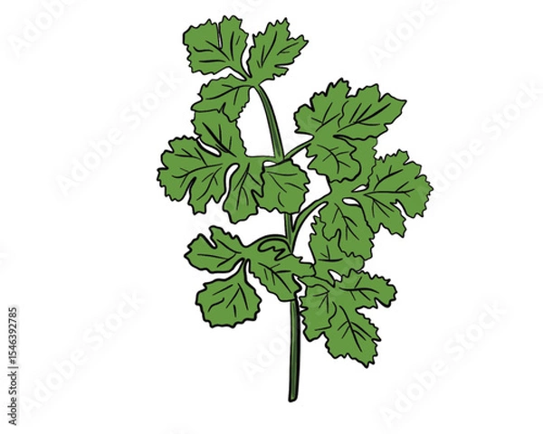 Obraz vector flat cartoon sketch style hand drawn coriander