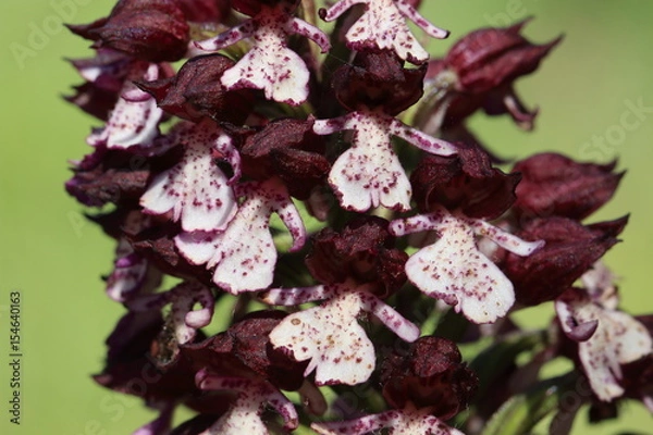 Fototapeta Orchis pourpre, 
