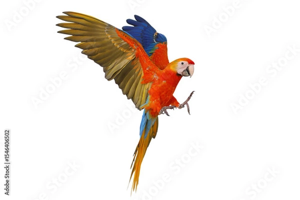 Fototapeta Colorful flying Camelot Macaw parrot isolated on transparent background png file
