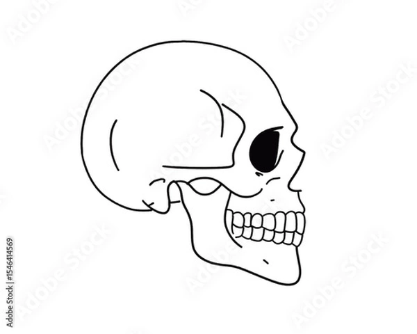 Obraz skull vector side