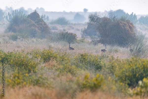 Obraz A great Indian Bustard feeding on the ground in the grasslands deep interior desert national park on the outskirts of Jaisalmer, Rajasthan