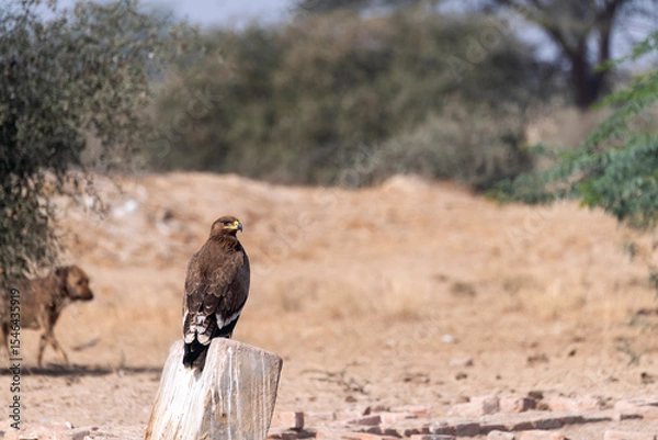 Obraz A tawny eagle perched on top of a tree inside Jorbeer vulture conservation area on the outskirts of Bikaner city